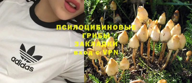 ссылка на мегу маркетплейс  Джанкой  Псилоцибиновые грибы Psilocybe  где купить наркоту 